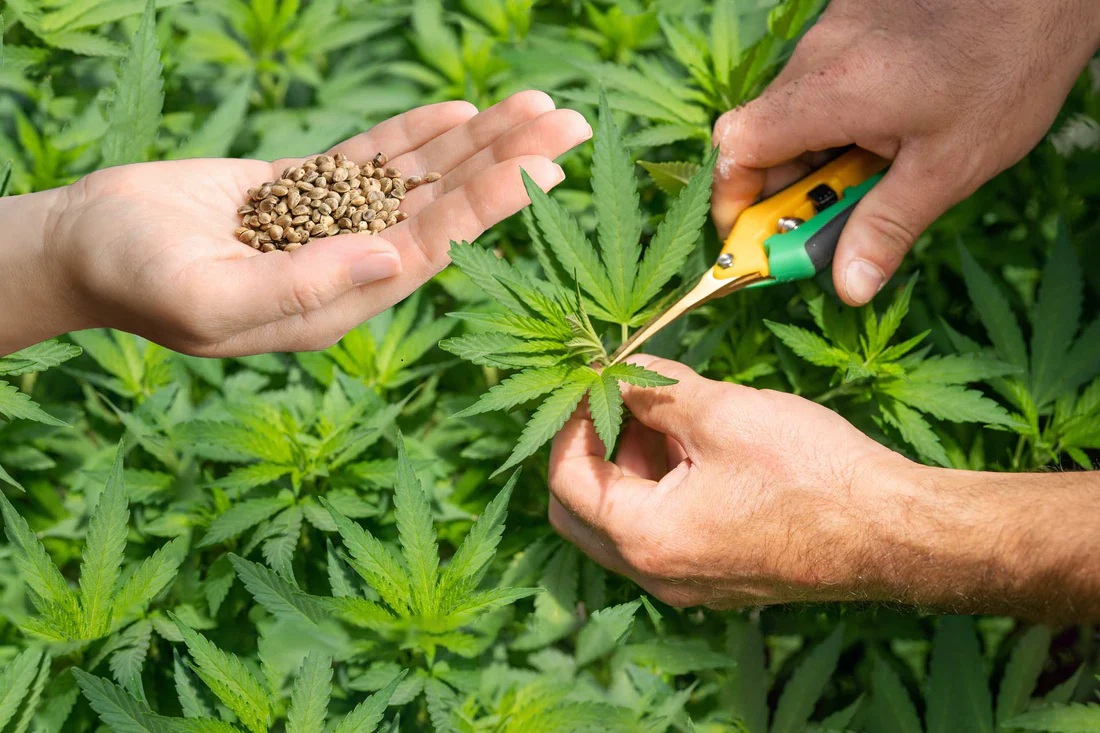 Cannabis Use Laws in Malta