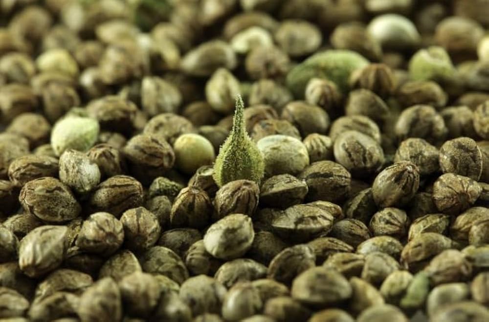 Cannabis Use Laws in Malta