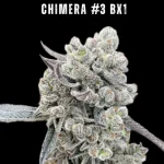 Chimera #3 BX1 Feminized Seeds by1522 Genetics