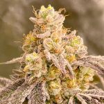 Citrus Soap Feminized Seeds by1522 Genetics