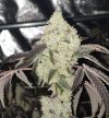 Permanent Baked Regular Seeds by1522 Genetics