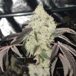 Permanent Baked Regular Seeds by1522 Genetics