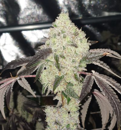Permanent Baked Regular Seeds by1522 Genetics - Image 2