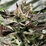 Tropical Candy Runtz Bx1 Feminized Seeds by1522 Genetics