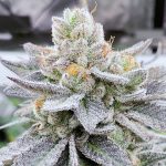 Truffle Cream S1 Feminized Seeds by1522 Genetics