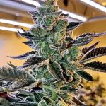 Banana Fire Breath Regular Seeds by Relentless Genetics