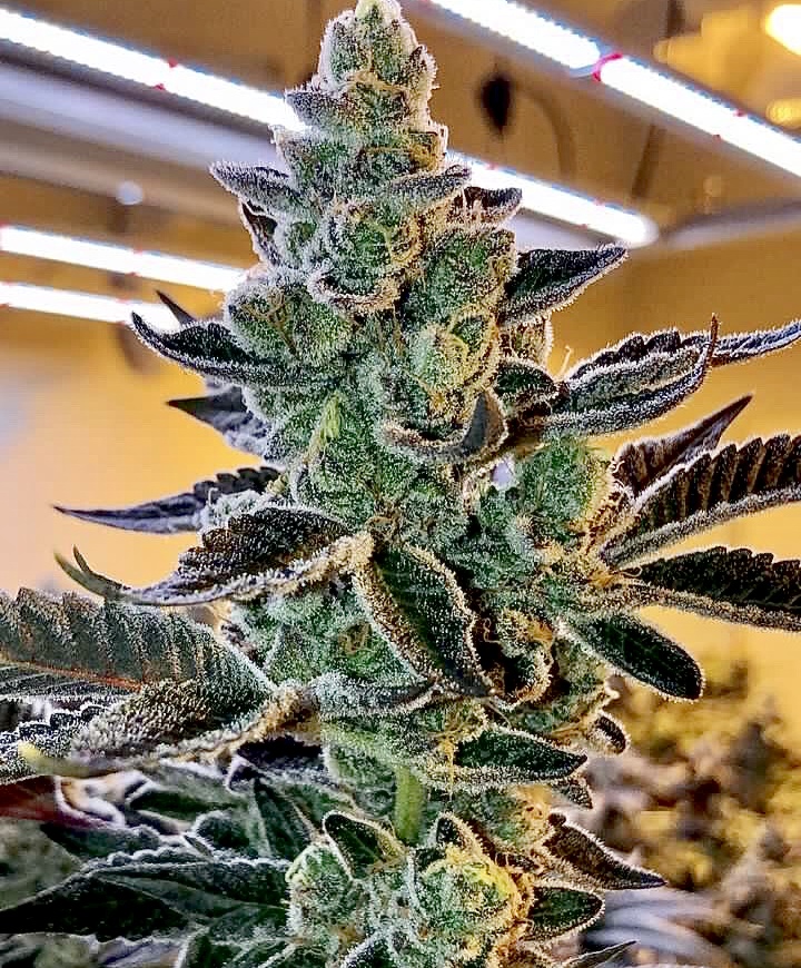 banfire2 Banana Fire Breath Regular Seeds by Relentless Genetics - Image 1