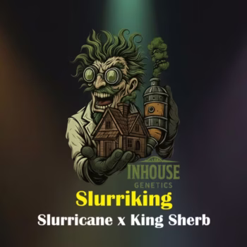 Slurriking feminized seeds by In House Genetics