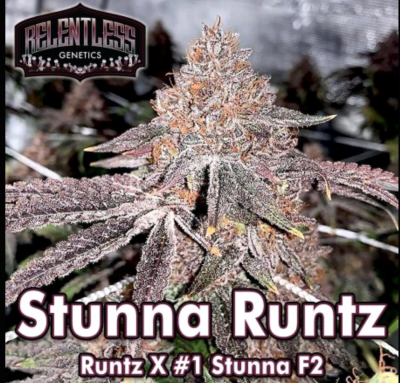 Stunna Runtz Regular Seeds by Relentless Genetics - Image 2
