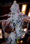 Apple Lobster Feminized Seeds by Cipher Genetics