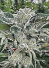 Apple Lobster Feminized Seeds by Cipher Genetics - Image 2