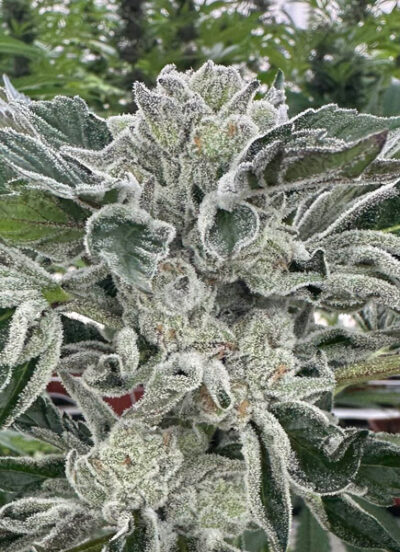 Apple Lobster Feminized Seeds by Cipher Genetics - Image 2
