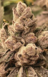BBL Feminized Seeds by Cipher Genetics