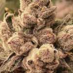 BBL Feminized Seeds by Cipher Genetics