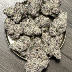 Black Lobster Feminized Seeds by Cipher Genetics