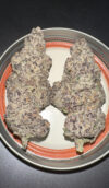 Black Lobster Feminized Seeds by Cipher Genetics - Image 3