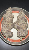 Black Lobster Feminized Seeds by Cipher Genetics - Image 3