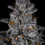 Blue Zangria Feminized Seeds by Cipher Genetics