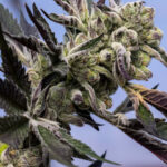 Blueberry Lobster Feminized Seeds by Cipher Genetics