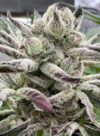 Blueberry Lobster Feminized Seeds by Cipher Genetics - Image 2