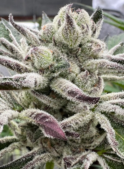 Blueberry Lobster Feminized Seeds by Cipher Genetics - Image 2