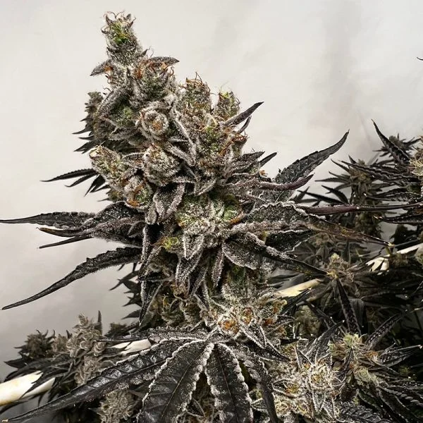 Bread-Butter-600x600 Bread & Butter Feminized Seeds by Exotic Genetix - Image 1