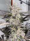 Cobra Eye Feminized Seeds by Cipher Genetics
