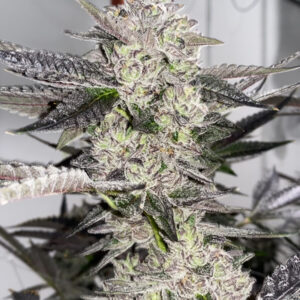 Cobra Eye Feminized Seeds by Cipher Genetics