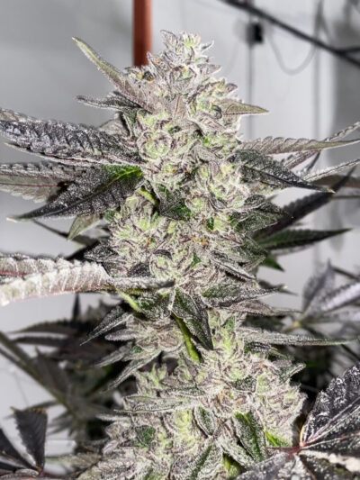 Cobra Eye Feminized Seeds by Cipher Genetics - Image 3