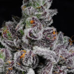 Cotton Candy Lobster Feminized Seeds by Cipher Genetics