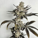 Crumb Dumpster Feminized Seeds by Exotic Genetix