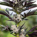 Crusher Claw Feminized Seeds by Cipher Genetics