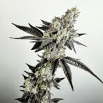 Crystal Orchard Feminized Seeds by Exotic Genetix ( Special Batch )