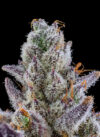 Crystal Lobster Feminized Seeds by Cipher Genetics