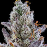 Crystal Lobster Feminized Seeds by Cipher Genetics