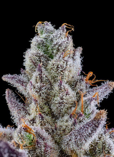 Crystal Lobster Feminized Seeds by Cipher Genetics - Image 2