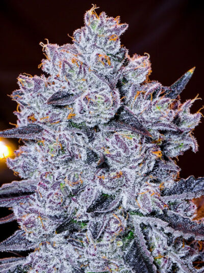 Crystal Lobster Feminized Seeds by Cipher Genetics - Image 3