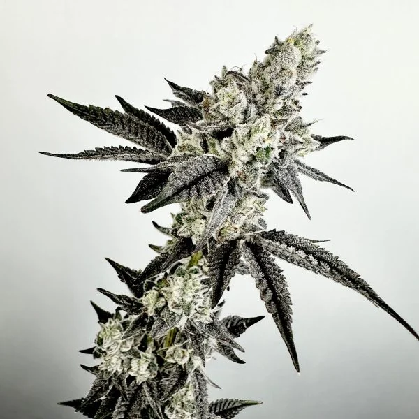 Crystal_Orchard-600x600 Crystal Orchard Feminized Seeds by Exotic Genetix ( Special Batch ) - Image 1