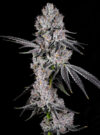 Deep Ztate Feminized Seeds by Cipher Genetics - Image 2