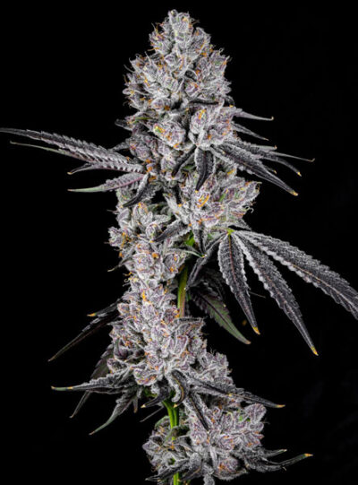 Deep Ztate Feminized Seeds by Cipher Genetics - Image 2