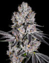 Deep Ztate Feminized Seeds by Cipher Genetics