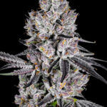 Deep Ztate Feminized Seeds by Cipher Genetics