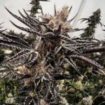 Gas Basket Feminized Seeds by Exotic Genetix