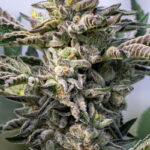 Grape Lobster Feminized Seeds by Cipher Genetics