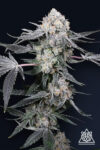 High Society Feminized Seeds by Compound Genetics