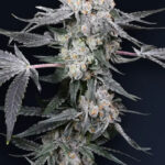 High Society Feminized Seeds by Compound Genetics