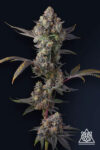 Jet Puft Feminized Seeds by Compound Genetics