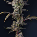 Jet Puft Feminized Seeds by Compound Genetics