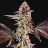 La Bomba Feminized Seeds by Compound Genetics
