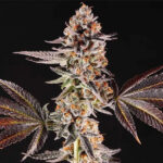 La Bomba Feminized Seeds by Compound Genetics